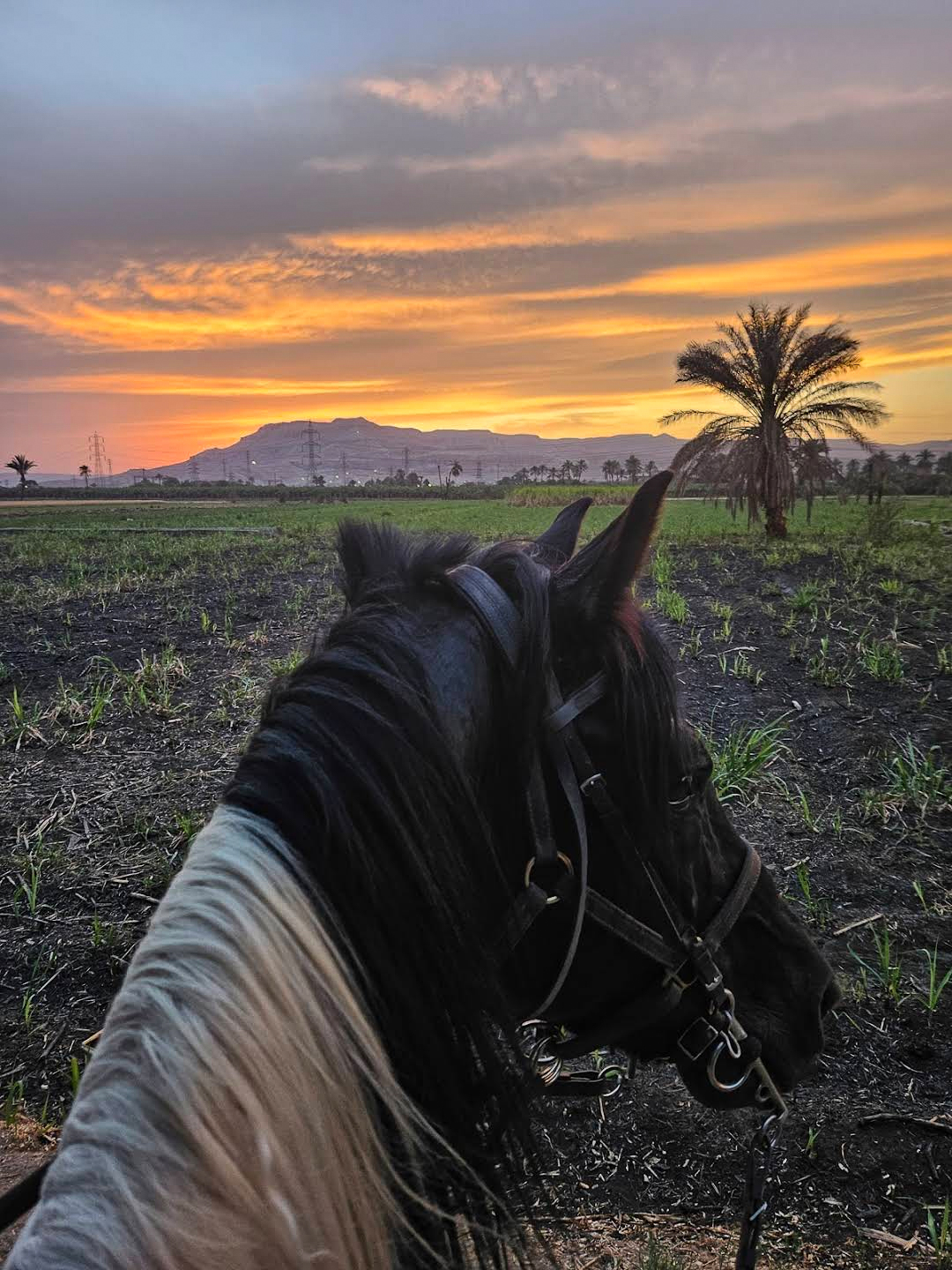 Sunset-mountain-luxor-egypt-horse-riding-holiday