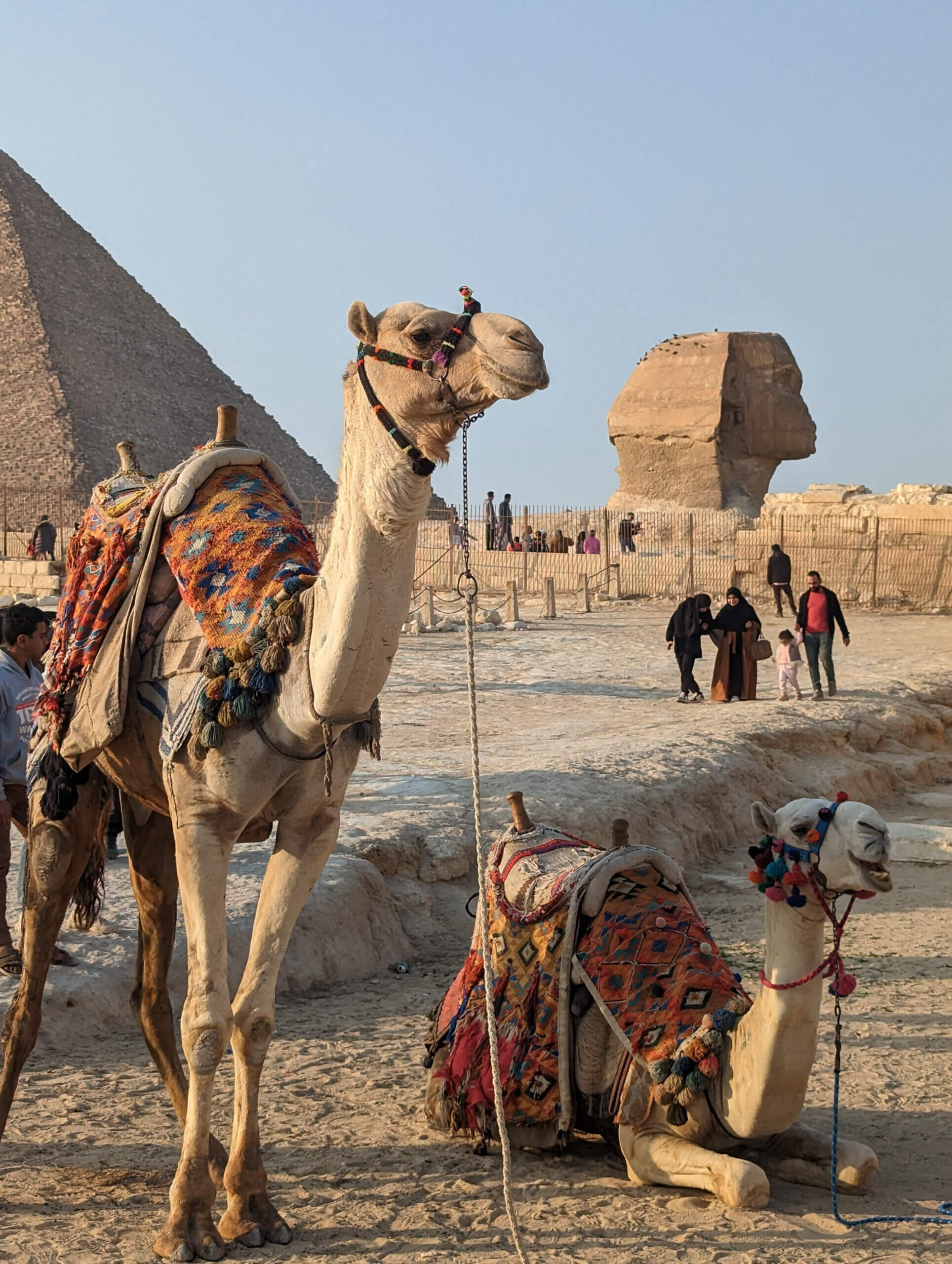 camels-giza-pyramids-sphinx-cairo-egypt