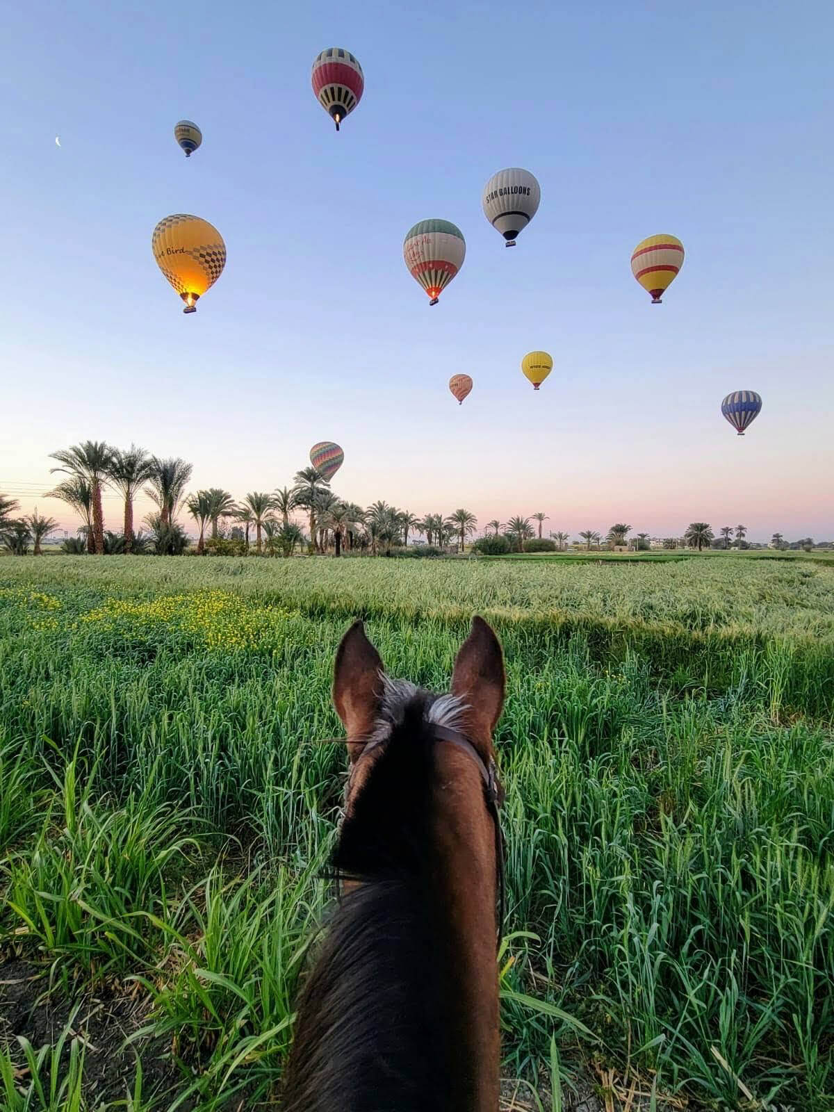 hot-air-balloons-sunrise-between-ears-horse-riding-holiday-luxor-egypt