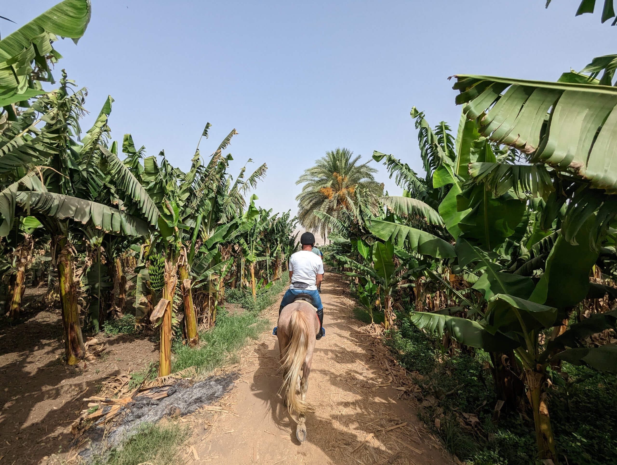 riding-through-banana-trees-horse-riding-holiday-luxor-egypt