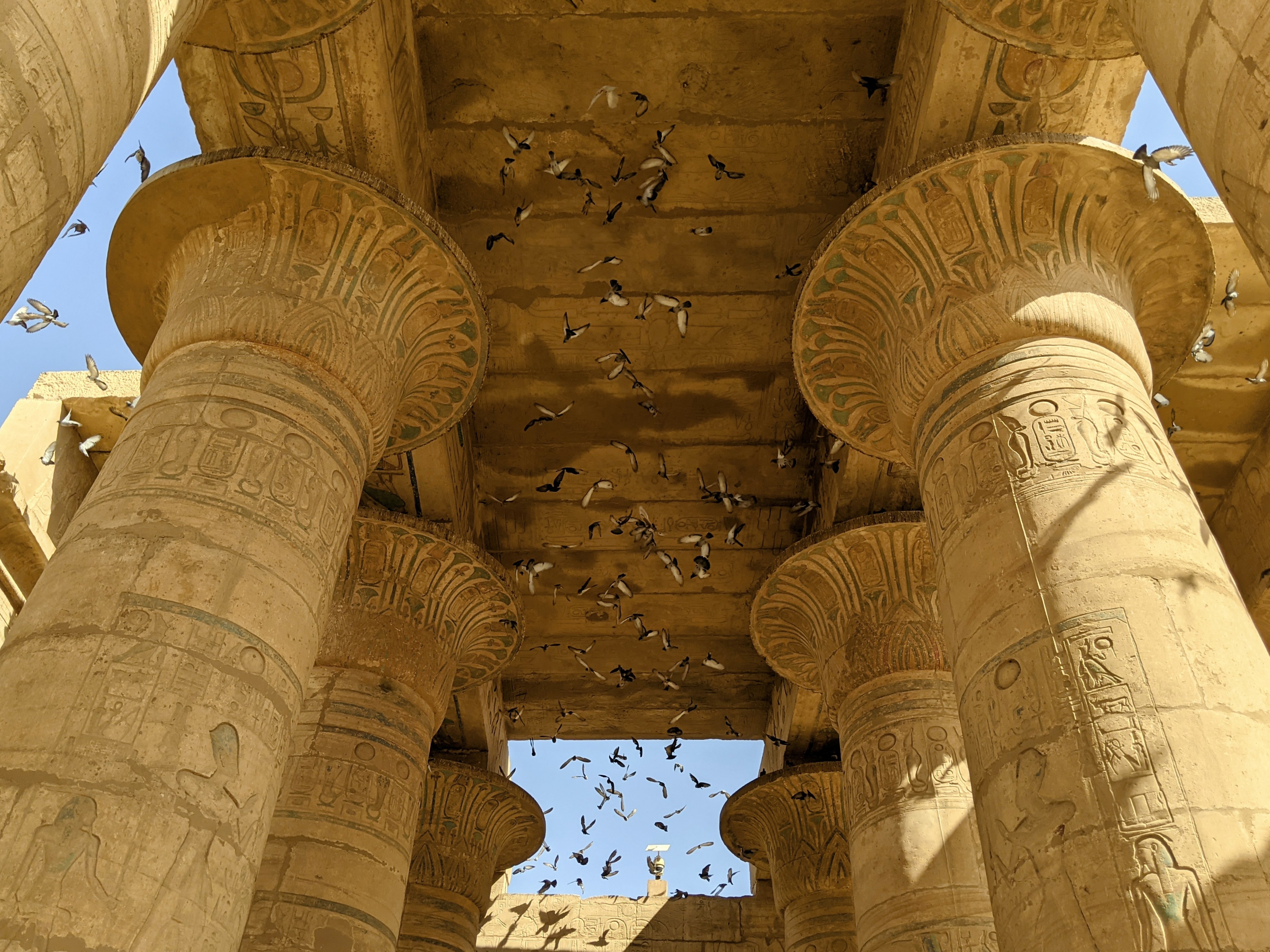 Ramsesseum_Temple_Columns_Pigeons_Luxor_Egypt