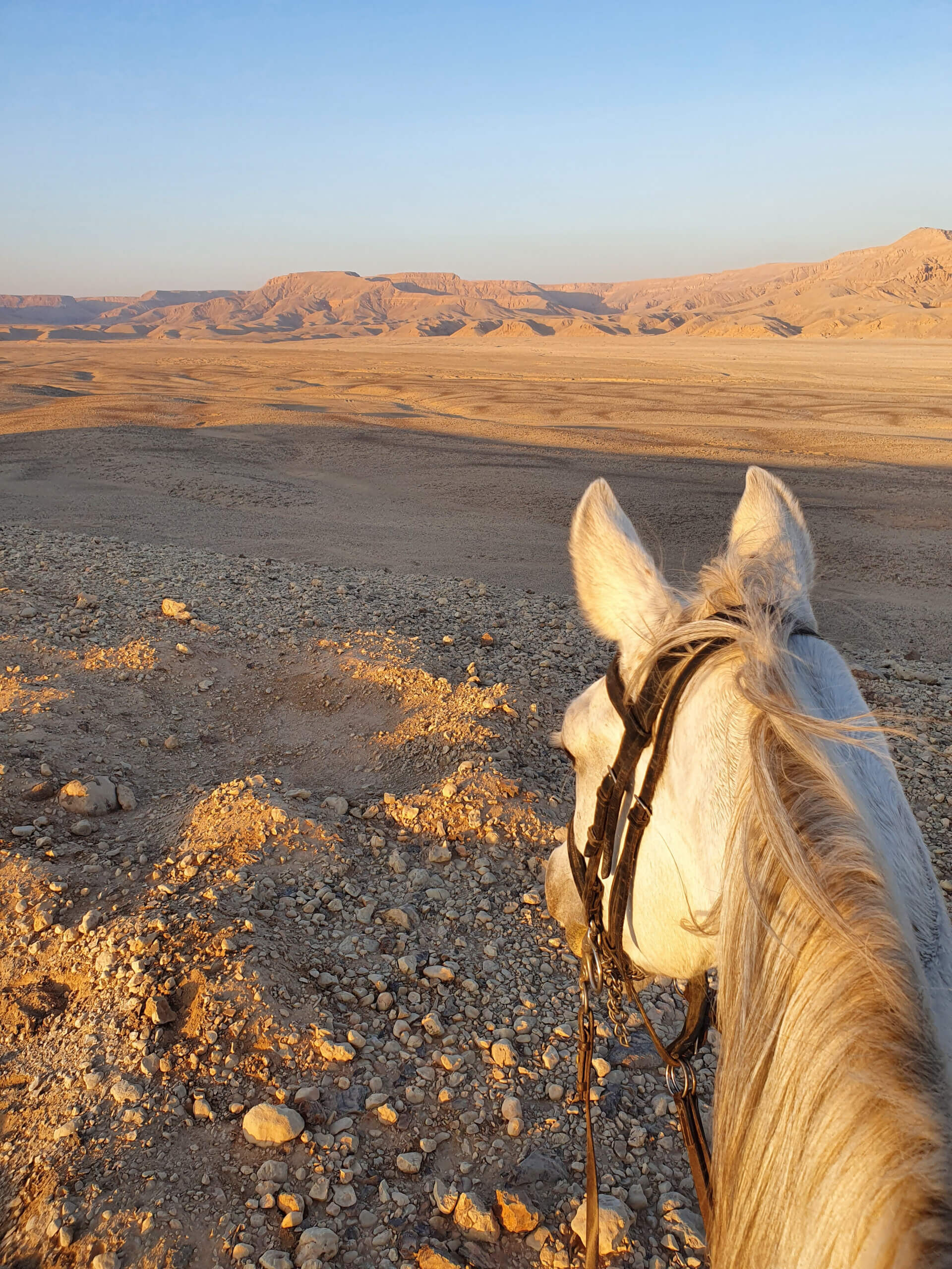 egyptian-desert-sunset-between-horse-ears-luxor-riding-holiday-egypt