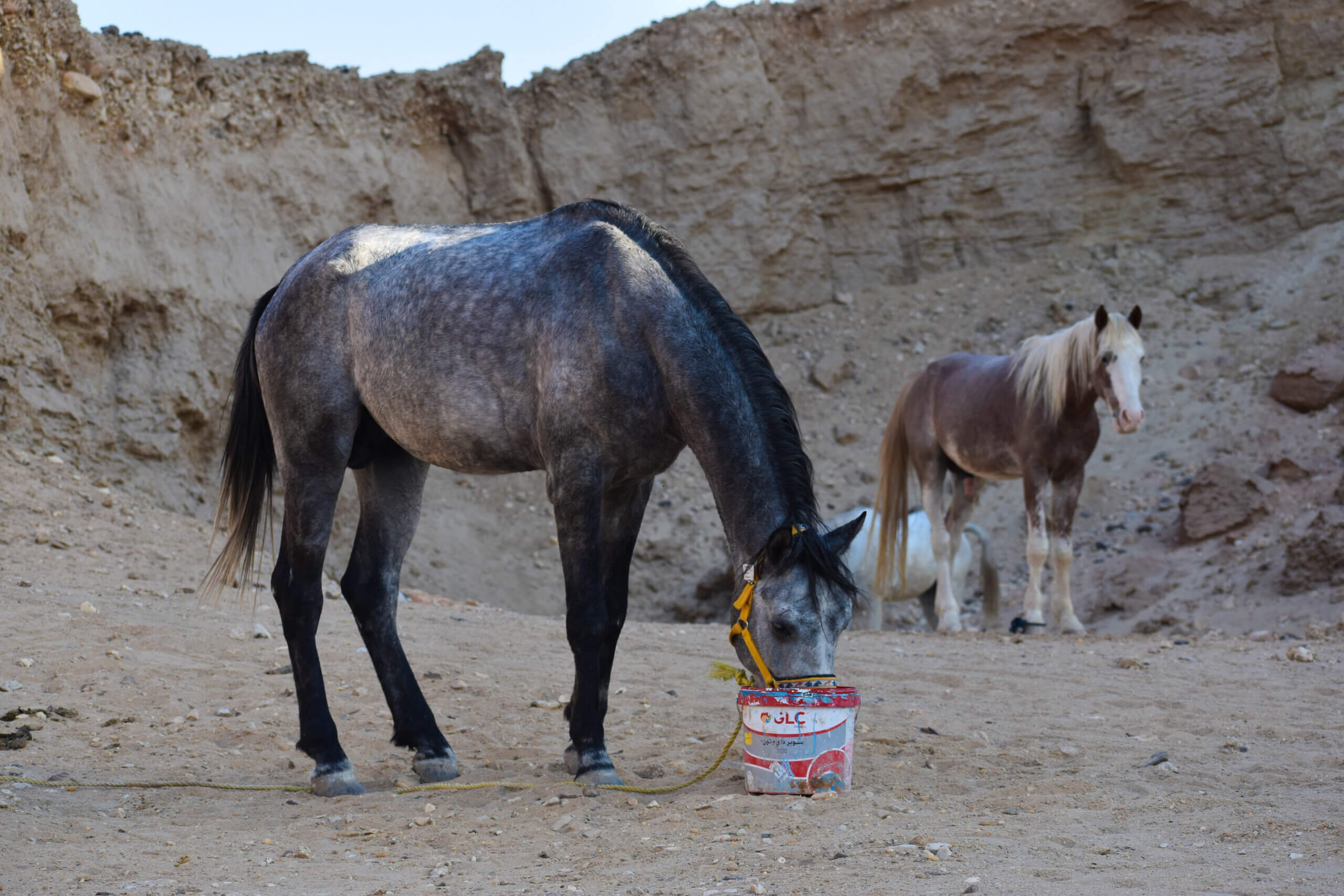 horses-desert-camp-riding-holiday-egypt-luxor