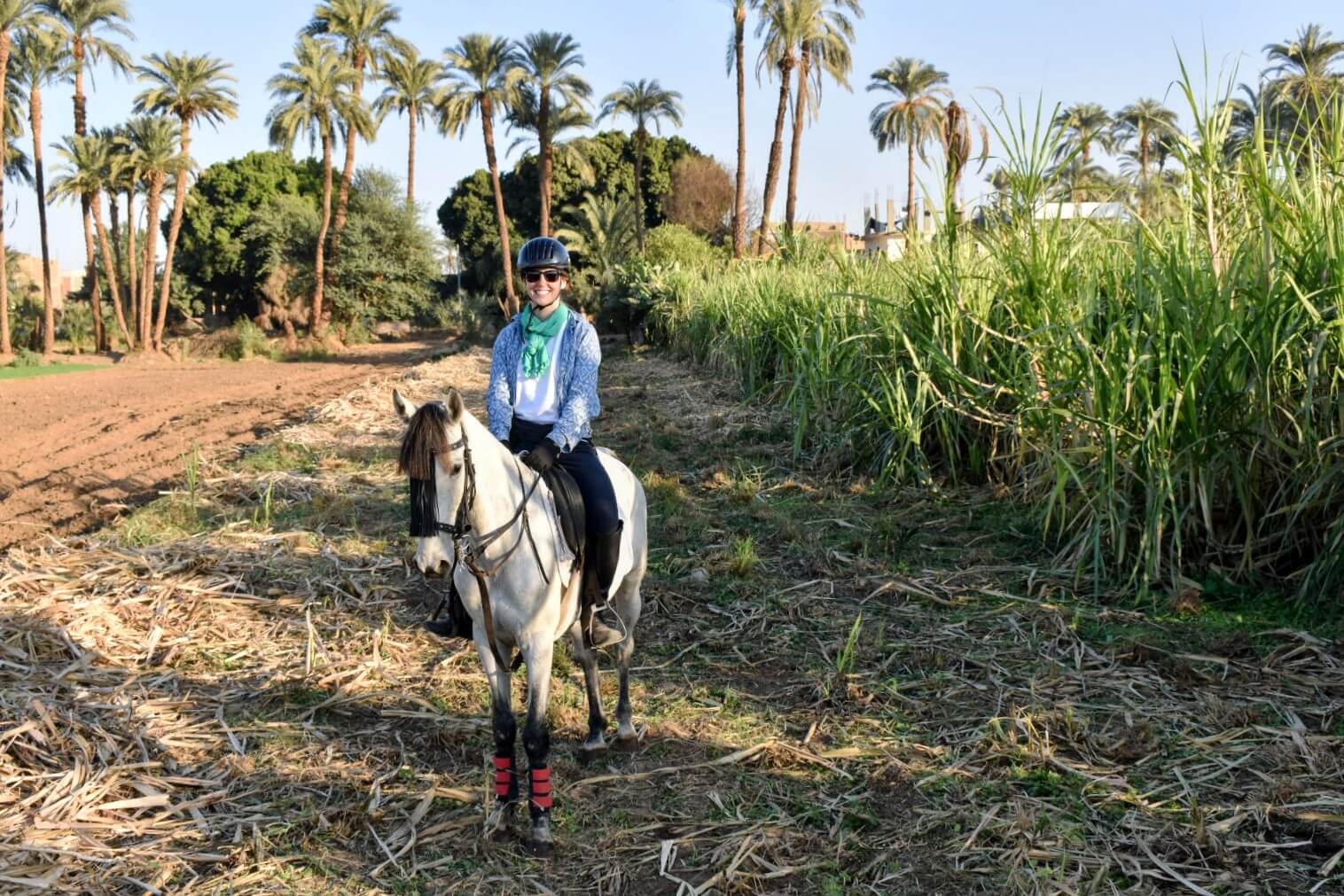 horse-riding-field-palm-trees-west-bank-luxor-egypt