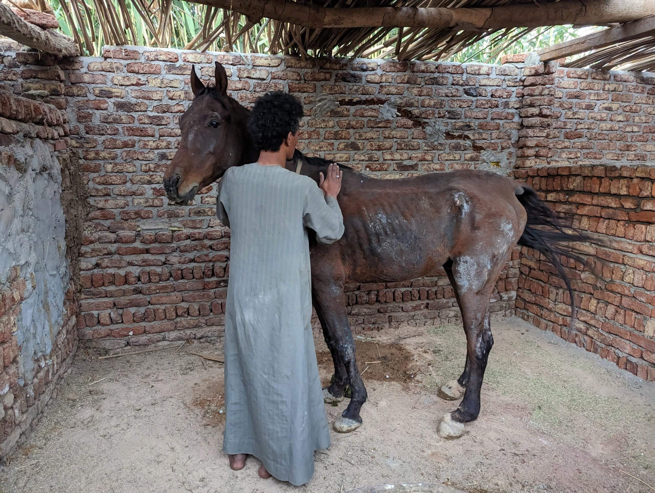 caring-for-rescue-horse-at-horses-and-hieroglyphs-stab;e-luxor-egypt