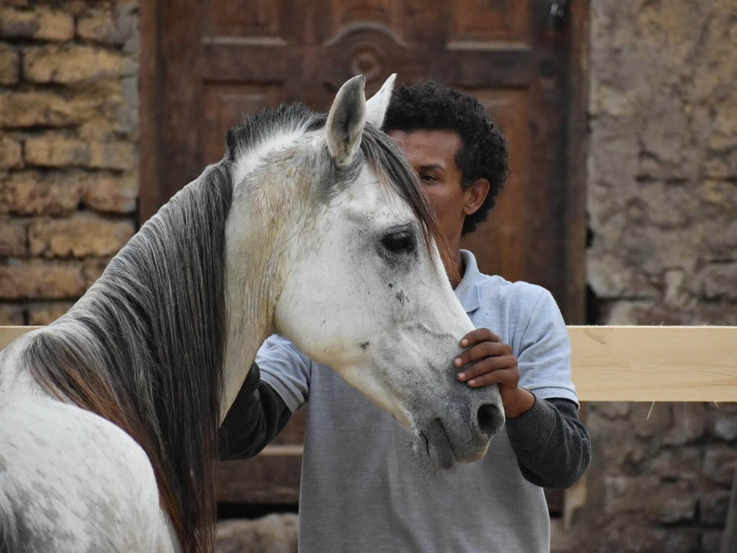 ganun-ahmed-with-rescue-horse-at-horses-and-hieroglyphs-stable-luxor-west-bank-egypt