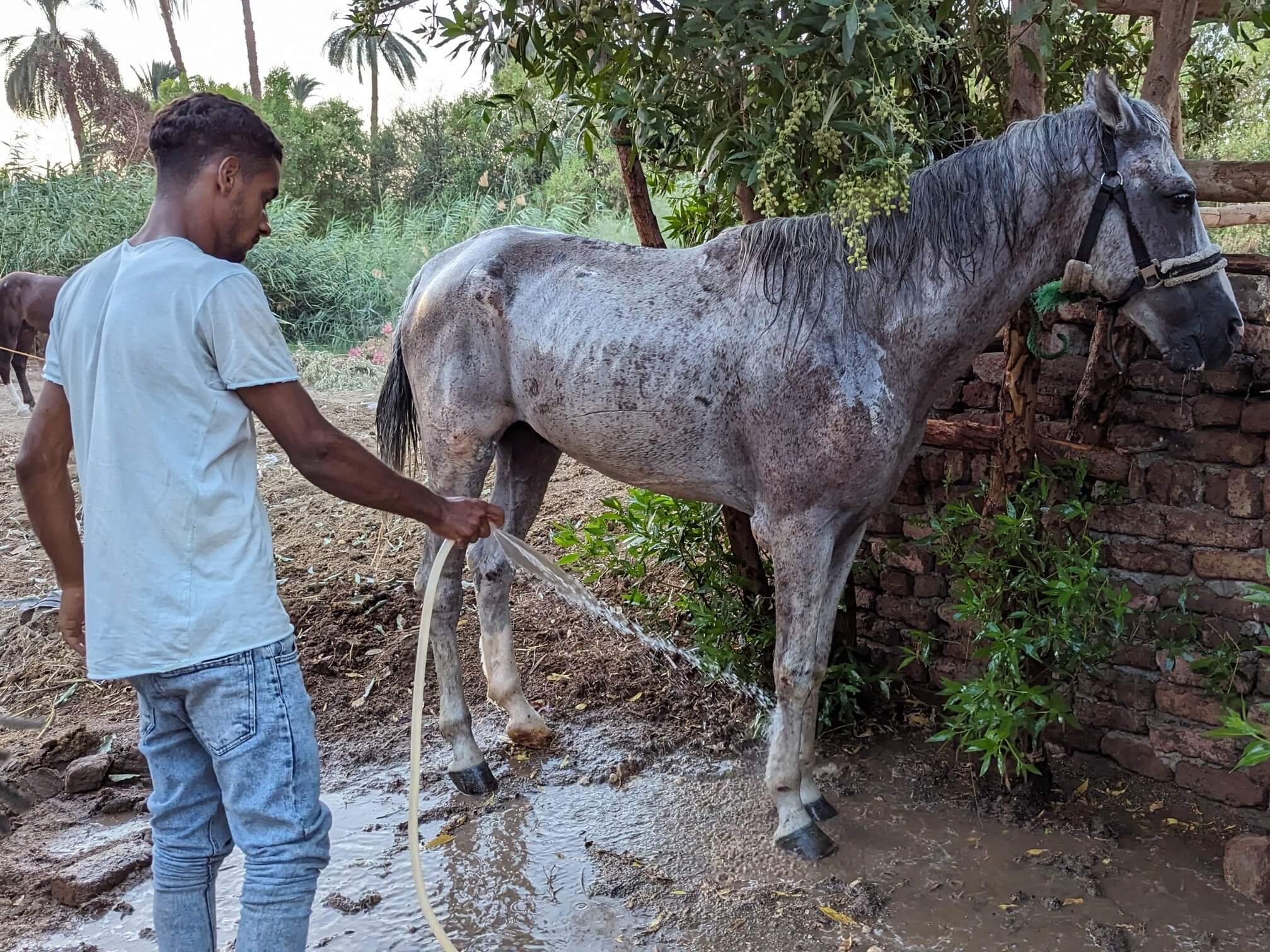 showering-rescue-horse-at-horses-and-hieroglyphs-stable-luxor-west-bank-egypt