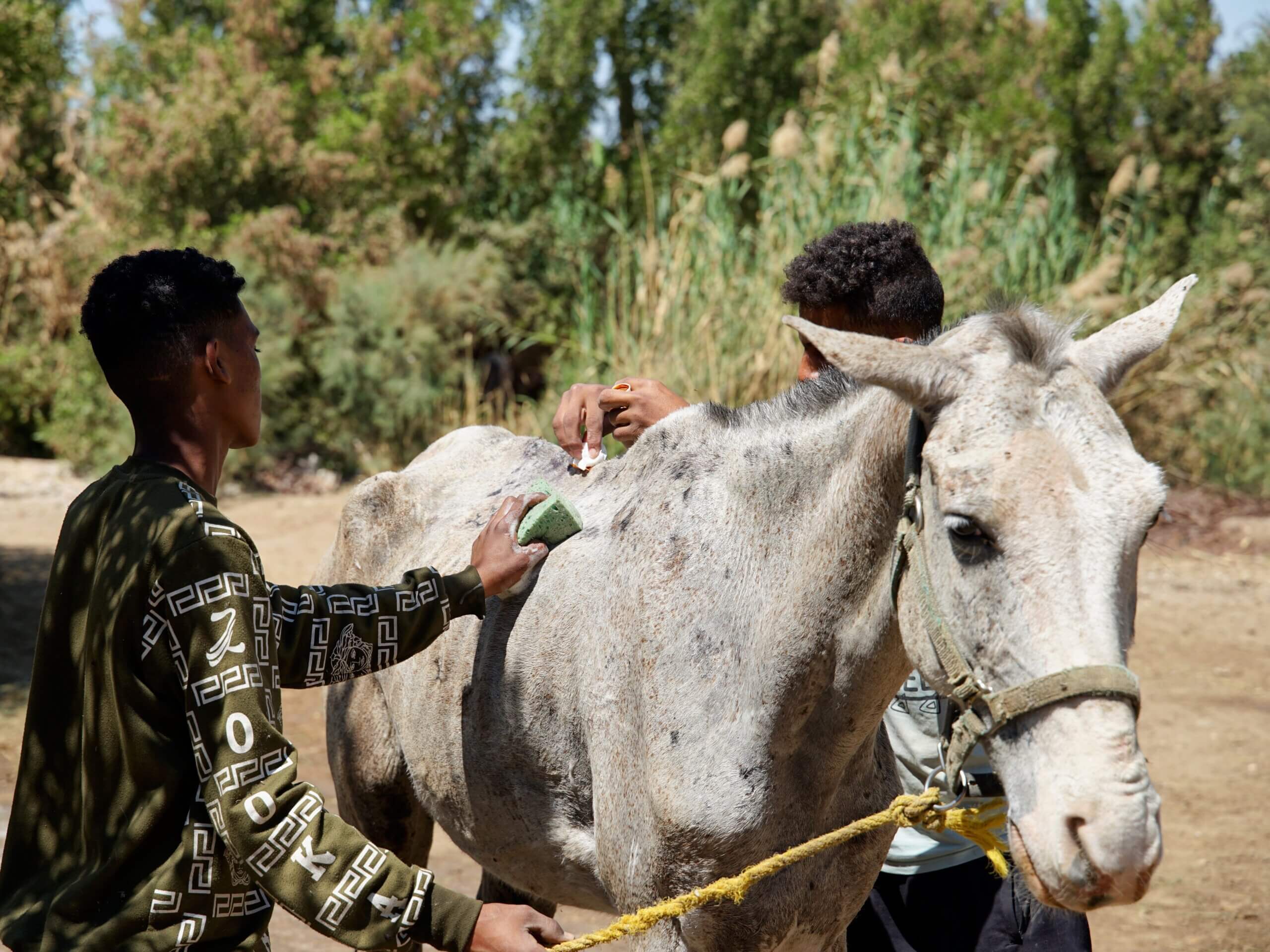 treating-wounded-rescue-horse-at-horses-and-hieroglyphs-charity-stable-luxor-west-bank-egypt