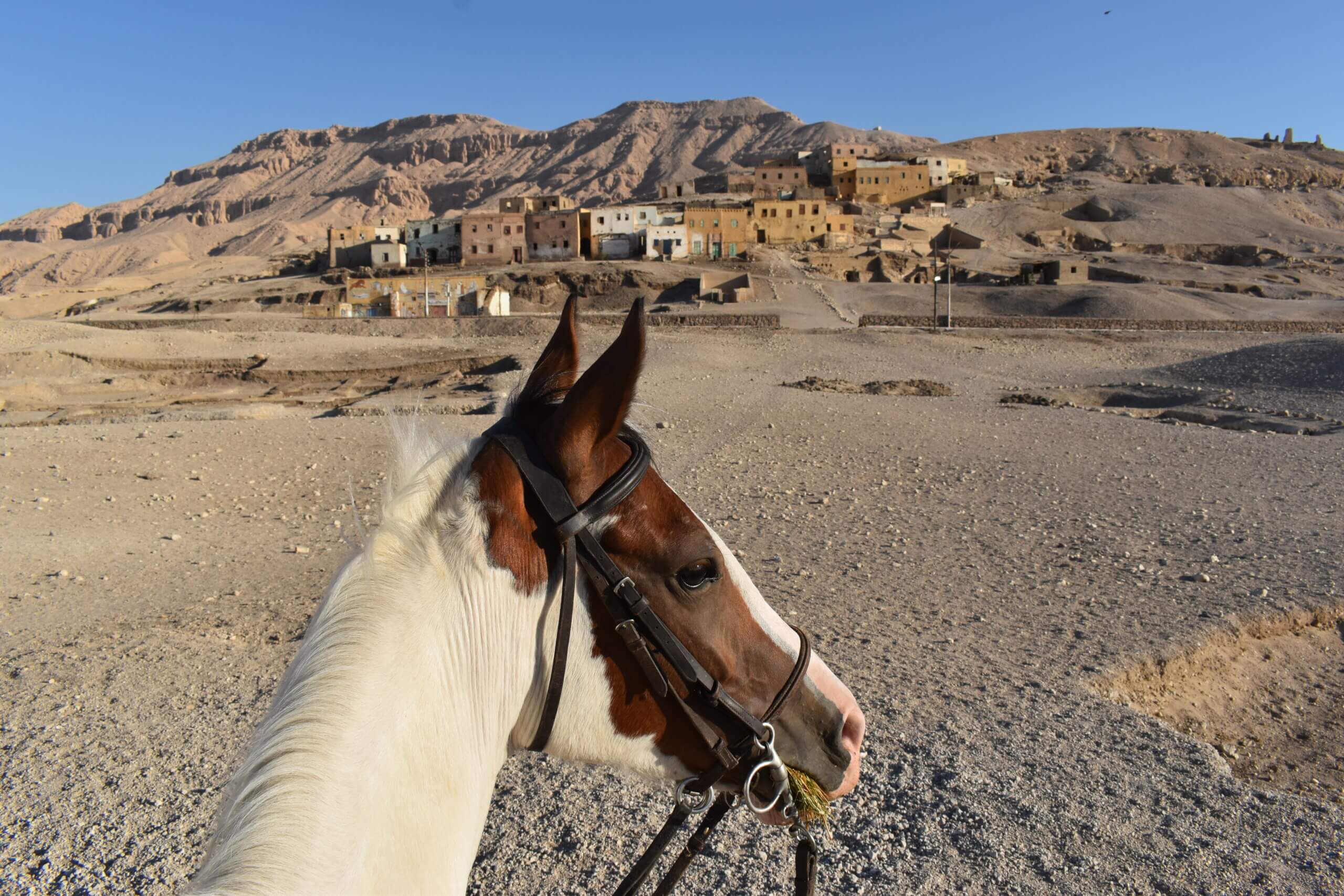 horse-riding-luxor-west-bank-day-ride-mount-thebes-old-qurna-village-egypt